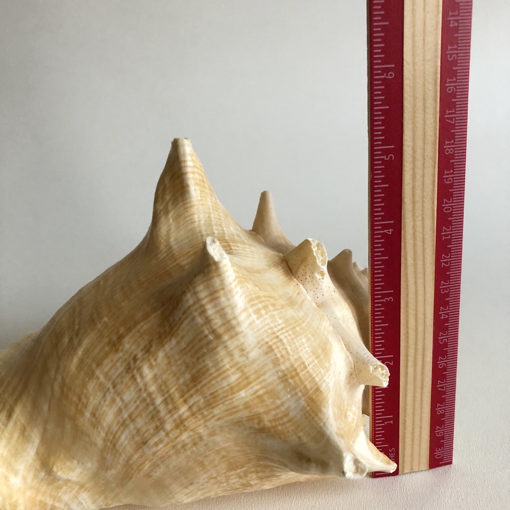 LARGE Horned Conch Shell Nautical Beach Decor - Picture 12 of 12